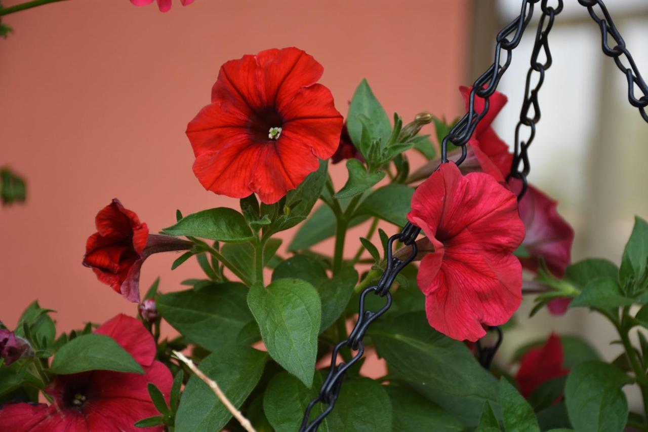 Cabinas Eddy B&B Monteverde Ngoại thất bức ảnh